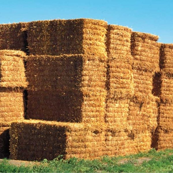 ⁠تبن ابيض ناعم بالات و شكاير